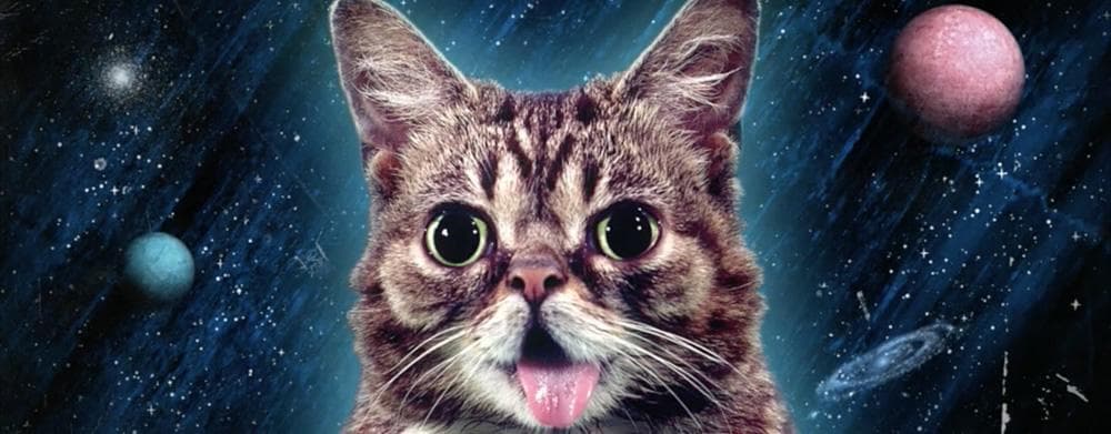 LIL BUB